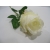 Róża 55cm kremowa