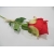 Róża 55cm czerwona