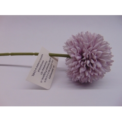 Kwiat czosnku średnica 6cm
