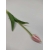 Tulipan silikonowy 40cm biało-różowy